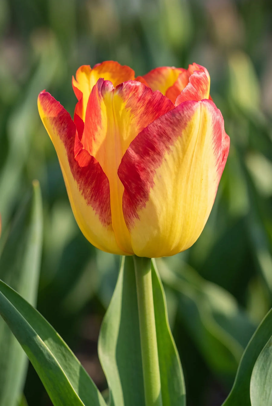 Tulipa Cape Town — sfeerbeeld