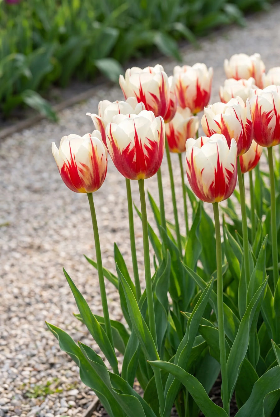 Tulipa Carnaval de Rio — in de border