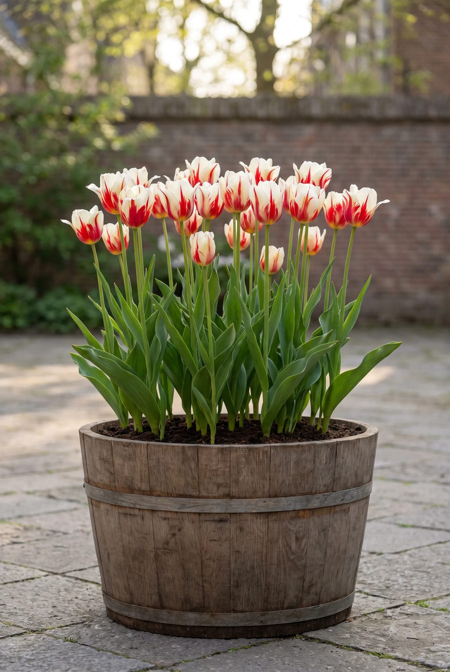 Tulipa Carnaval de Rio — in pot op terras