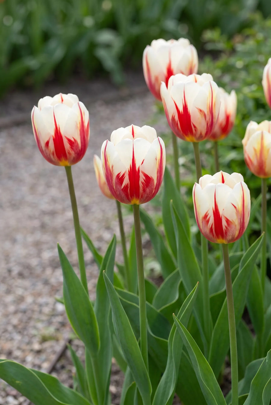 Tulipa Carnaval de Rio — in de tuin