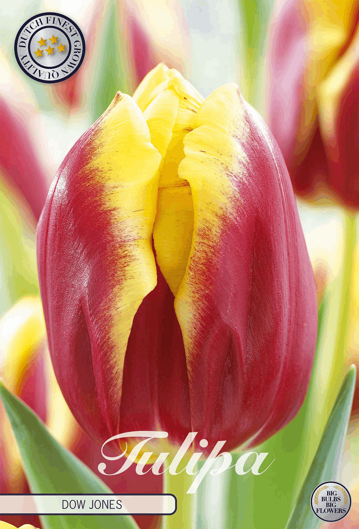 Tulipa Dow Jones