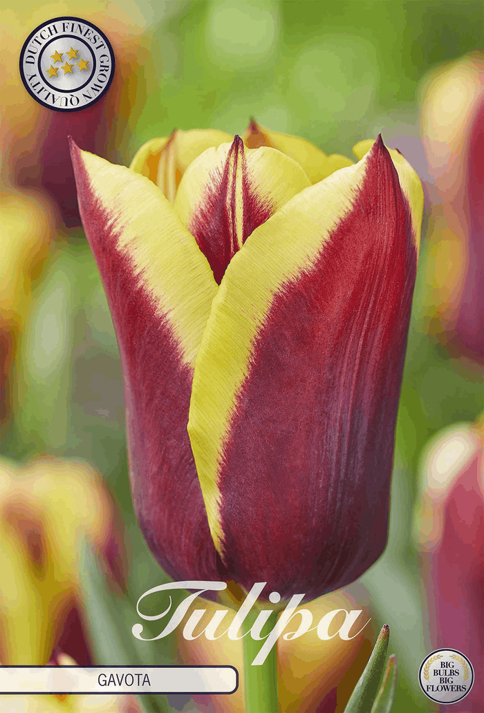 Tulipa Gavota