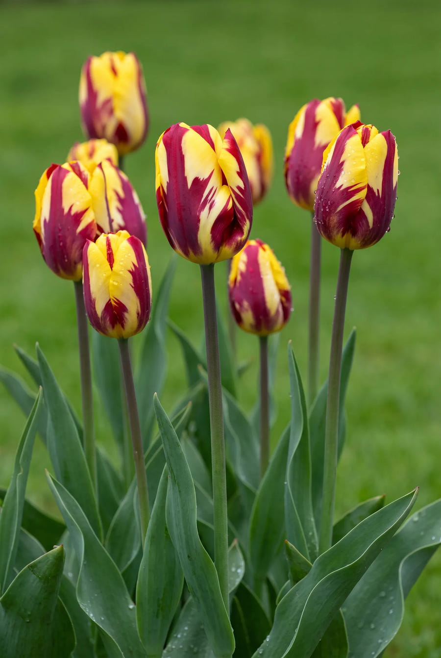 Tulipa Helmar — in de border
