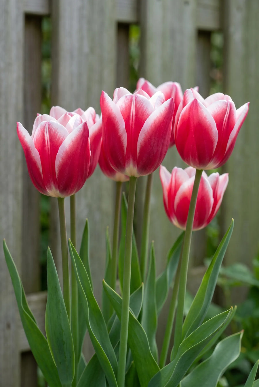Tulipa Leo Visser — in de border