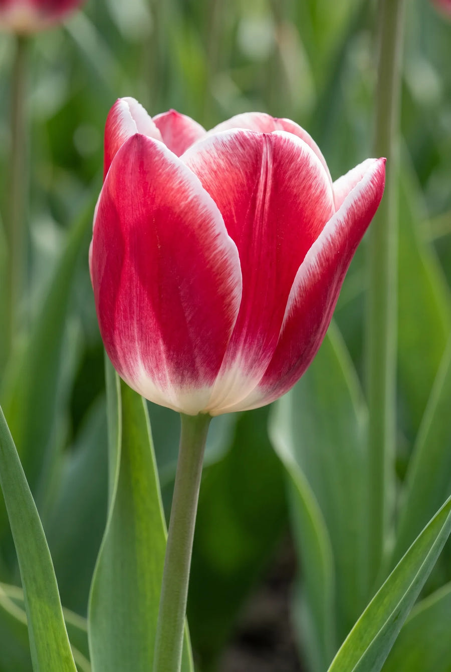 Tulipa Leo Visser — close-up van de bloem