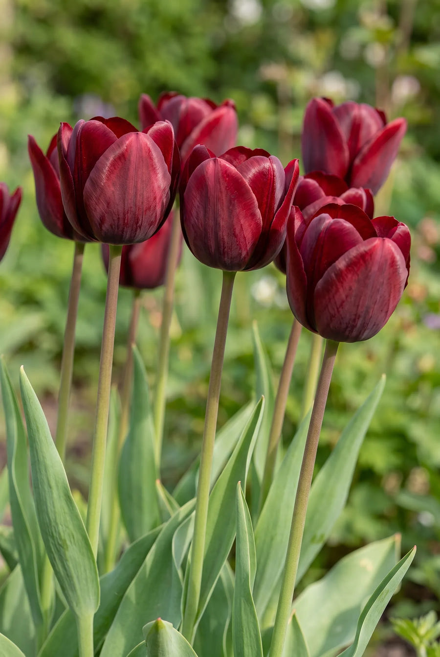 Tulipa National Velvet — sfeerbeeld