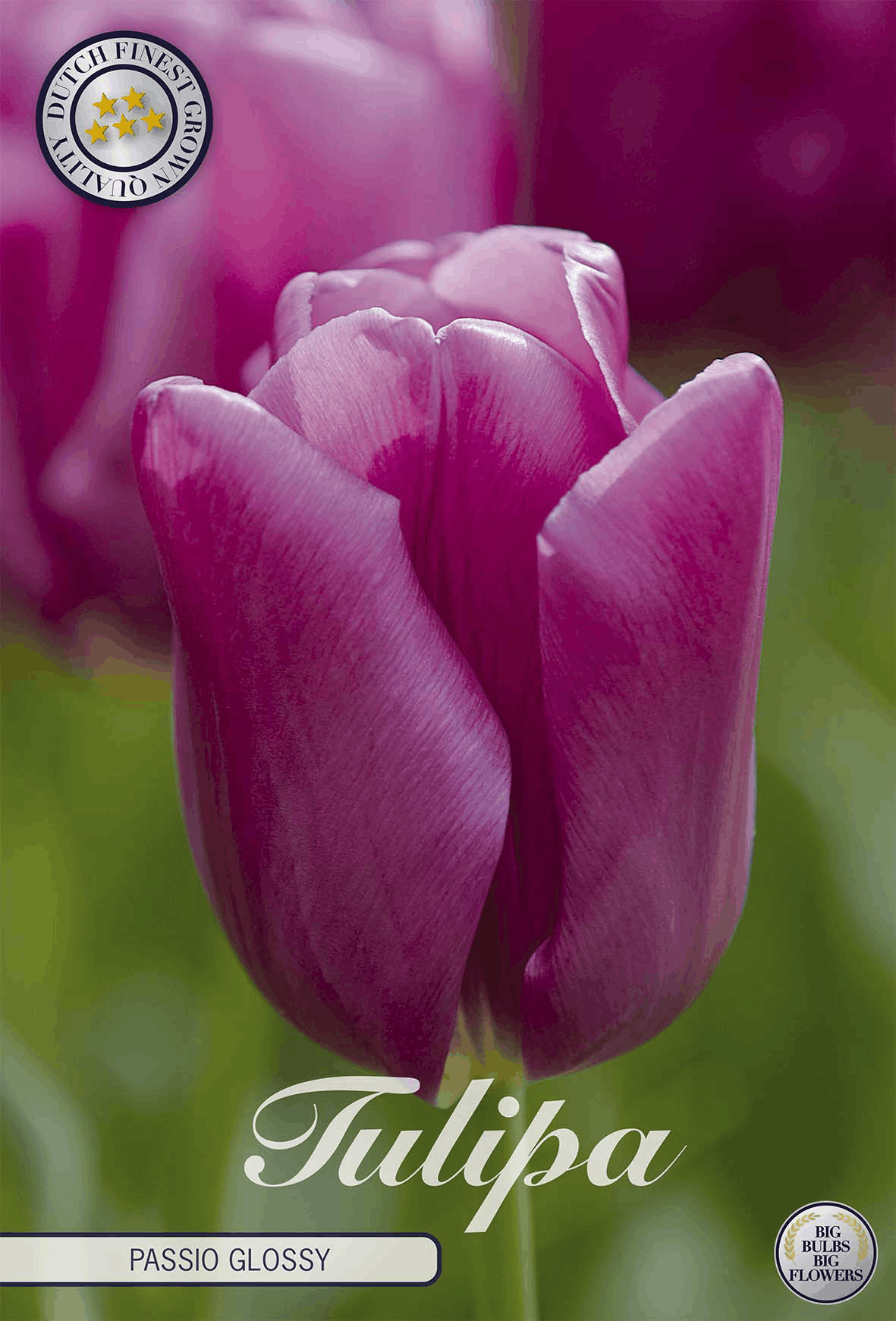 Tulipa Passio Glossy
