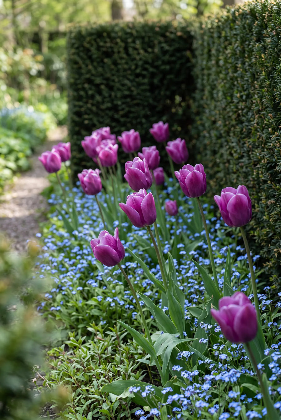 Tulipa Passio Glossy — groep in de tuinborder
