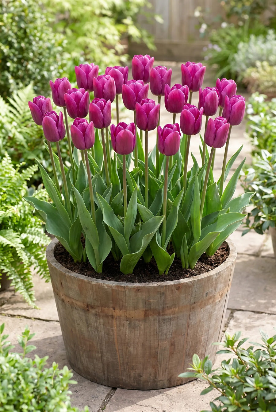Tulipa Passio Glossy — in pot op terras