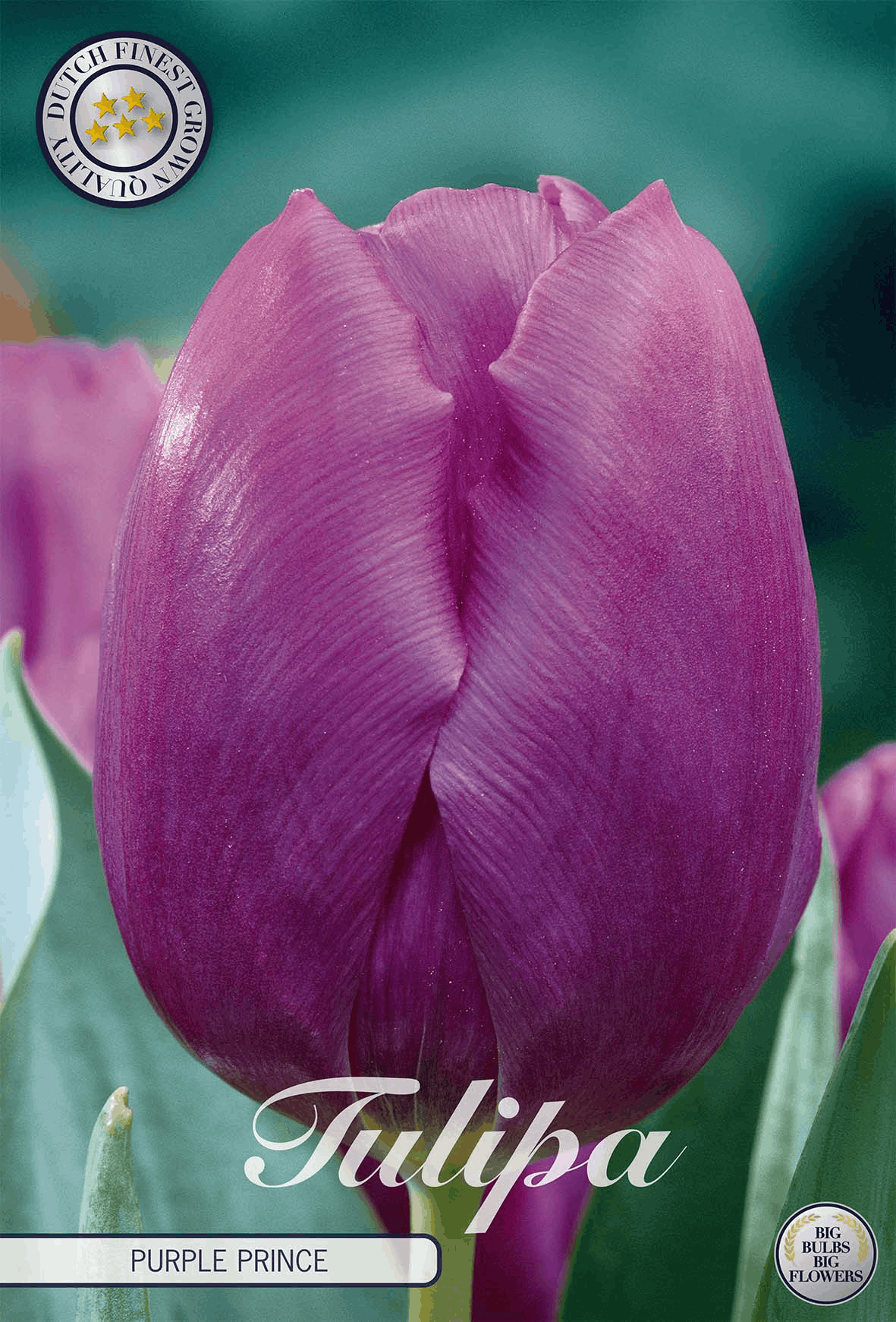 Tulipa Purple Prince