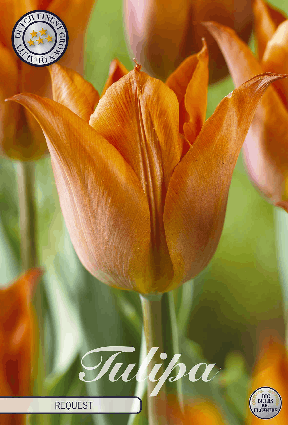 Tulipa Request