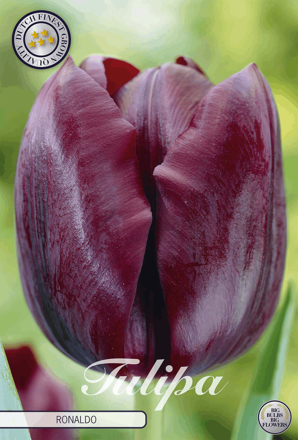 Tulipa Ronaldo