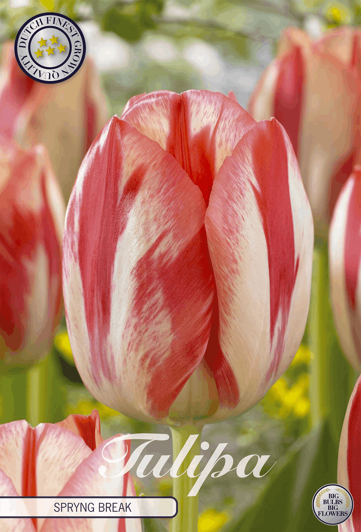 Tulipa Spryng Break