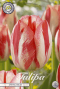 Tulipa Spryng Break - BLOM Garden capper image