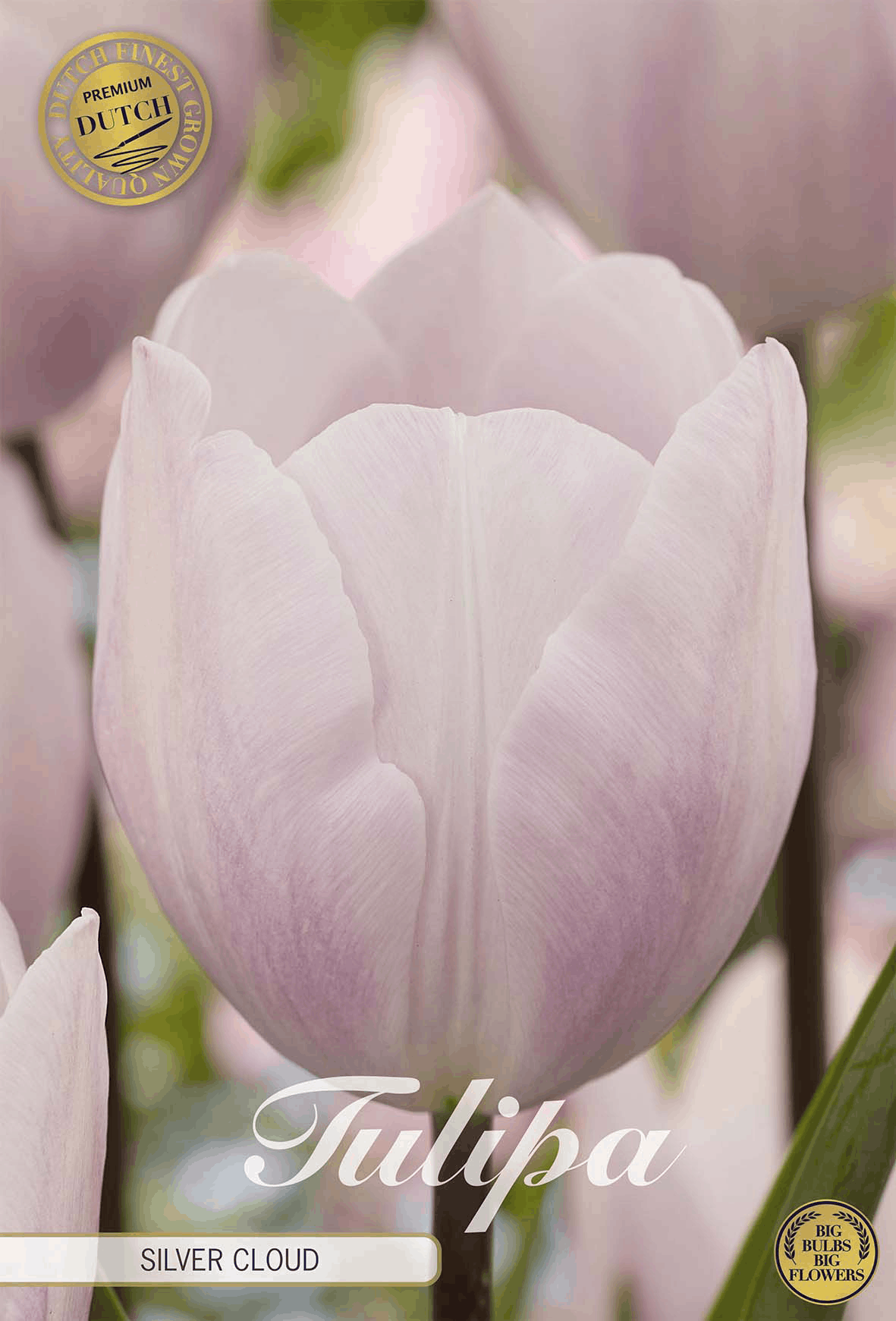 Tulipa Silver Cloud