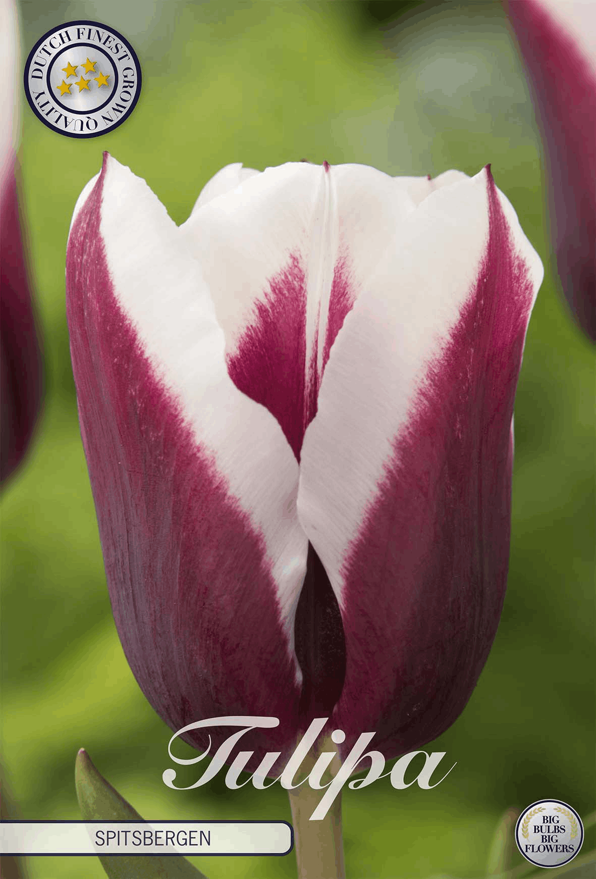 Tulipa Spitsbergen