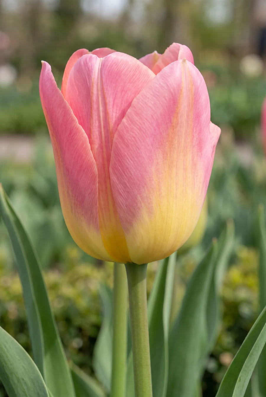 Tulipa Tom Pouce — close-up van de bloem