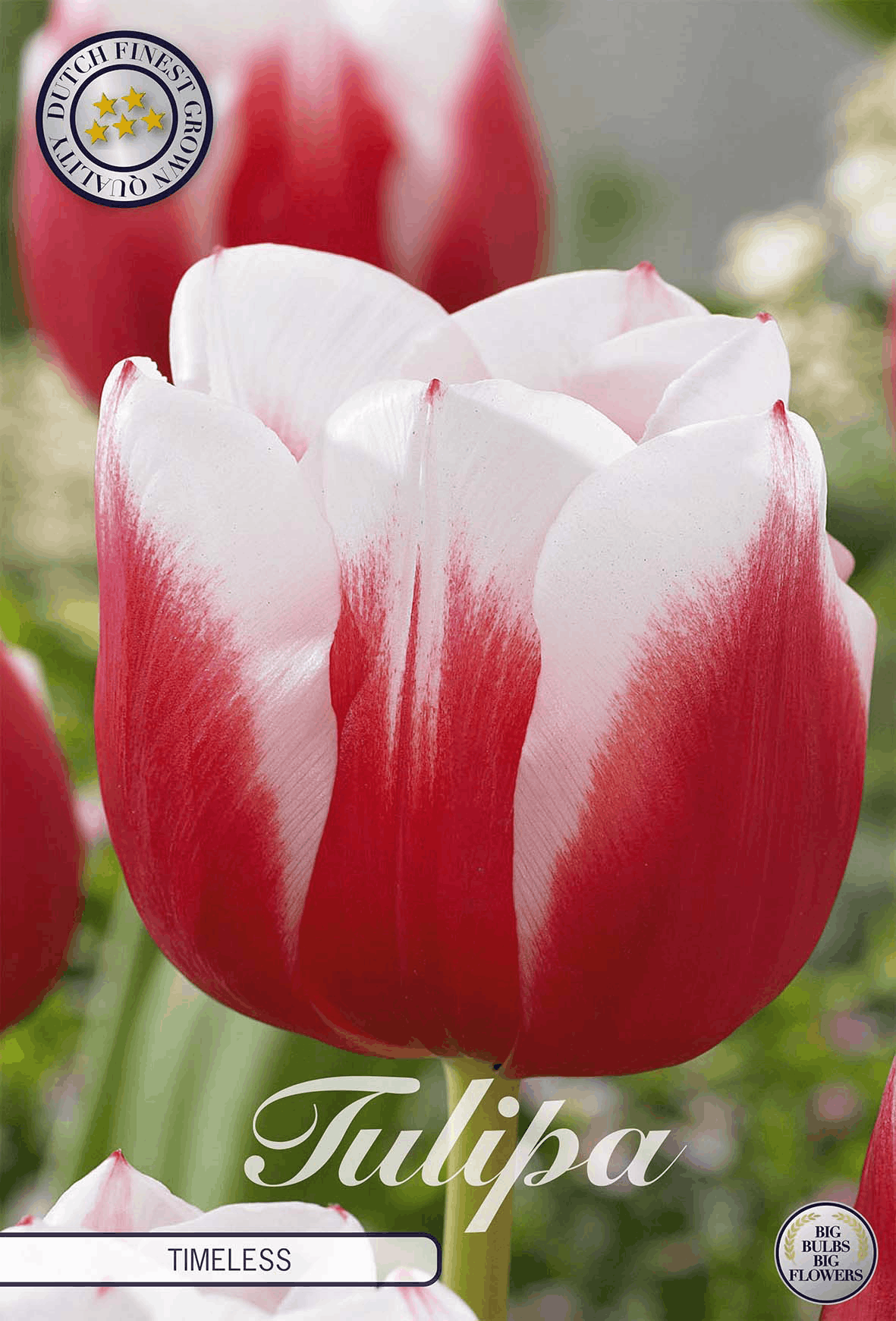Tulipa Timeless