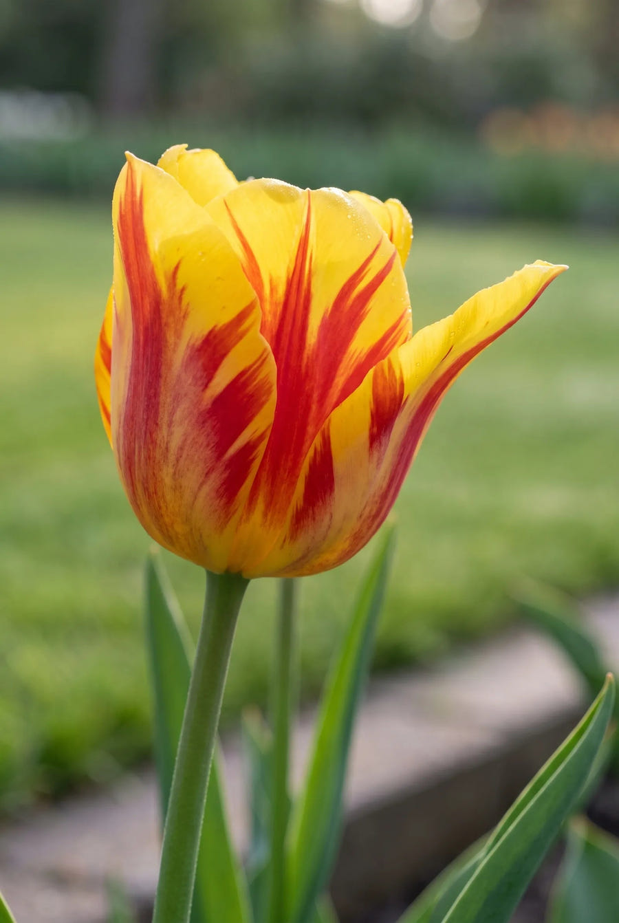 Tulipa Washington — sfeerbeeld