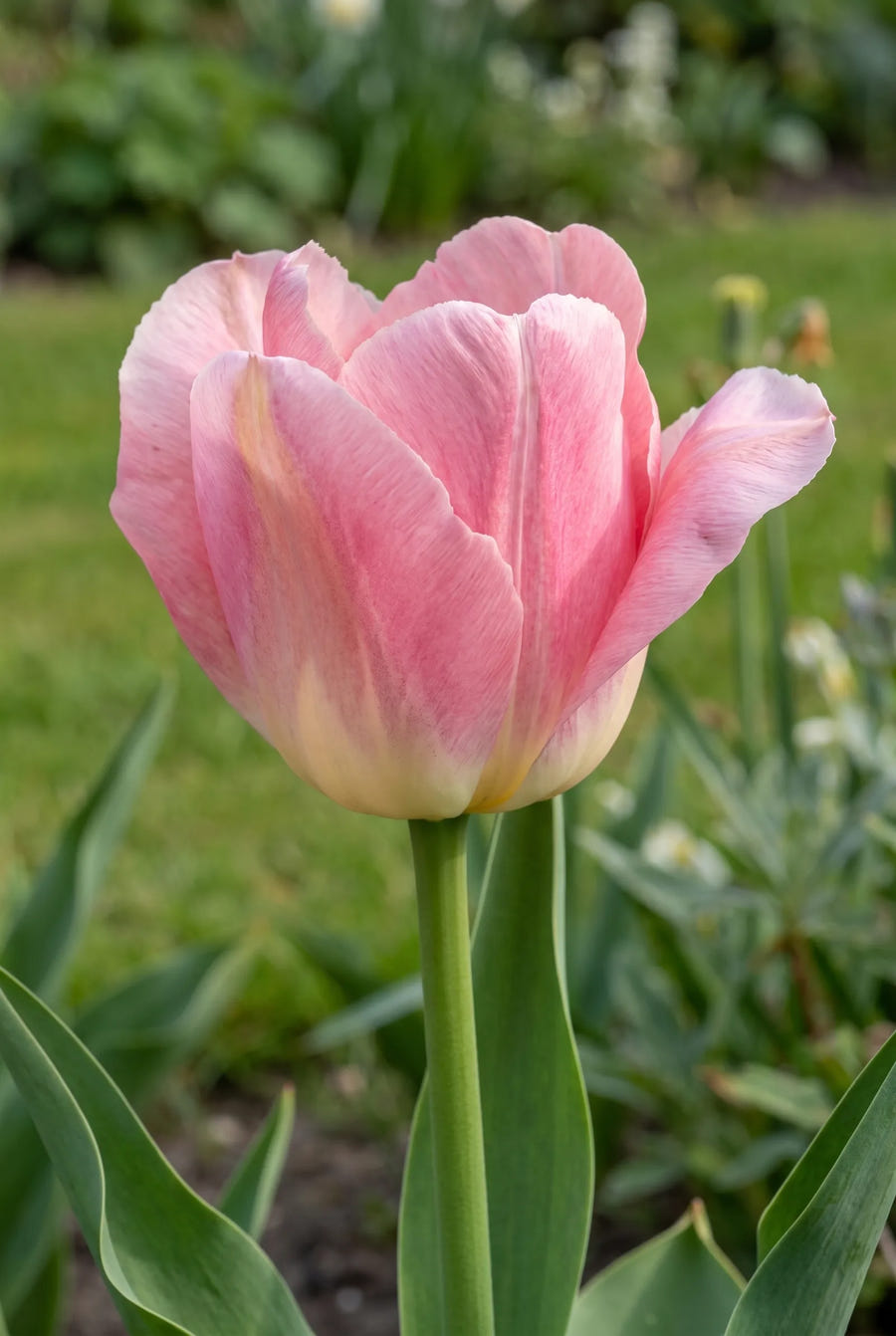 Tulipa Albert Heijn — close-up van de bloem