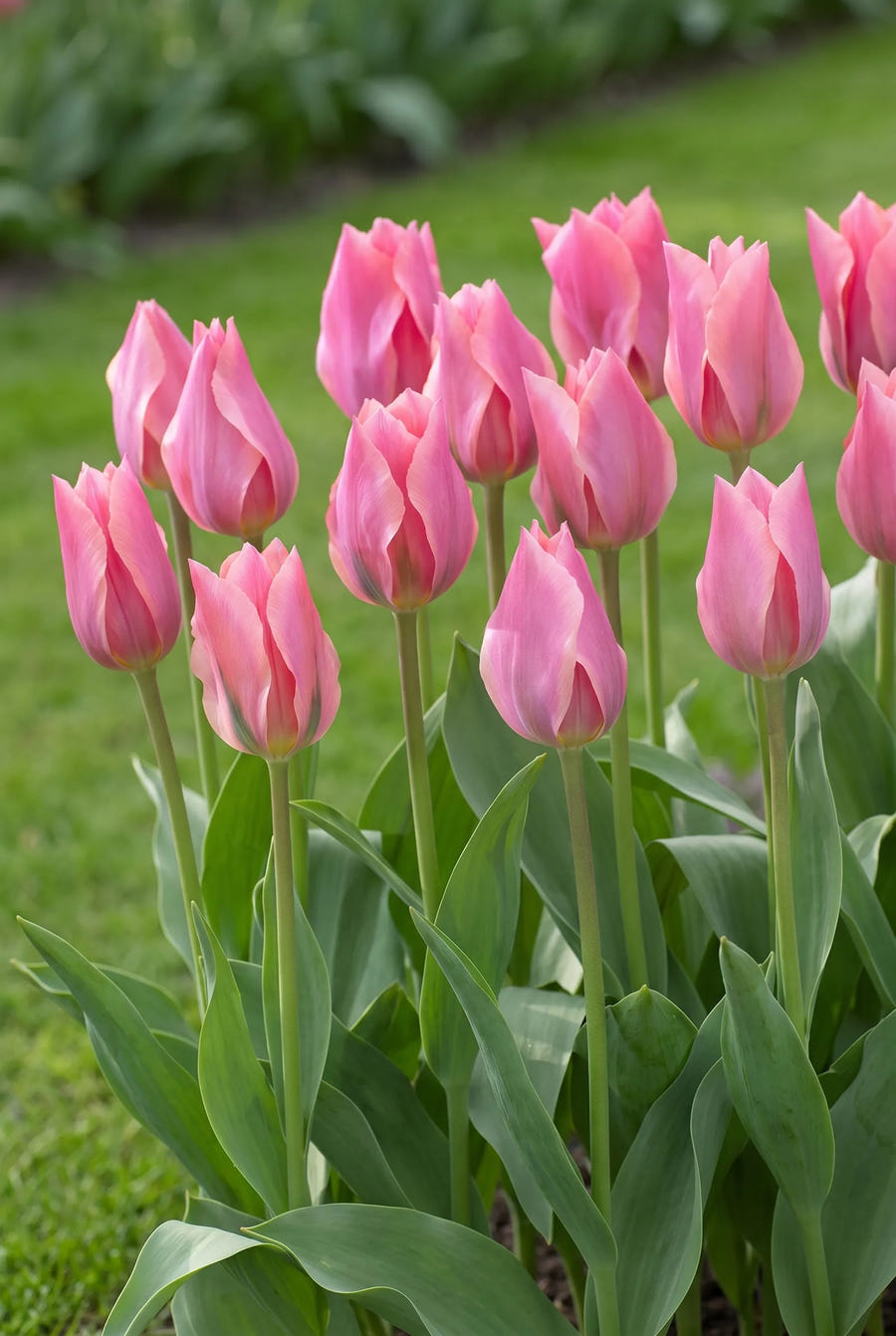Tulipa Albert Heijn — groep in de tuinborder