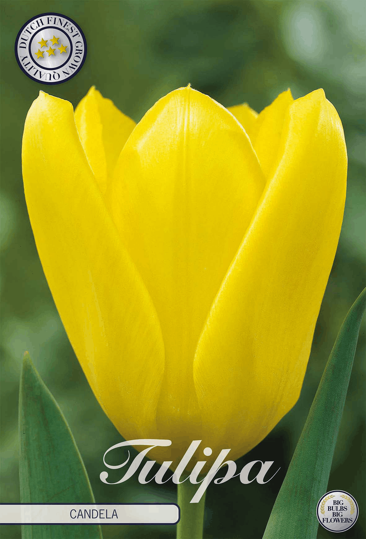 Tulipa Candela