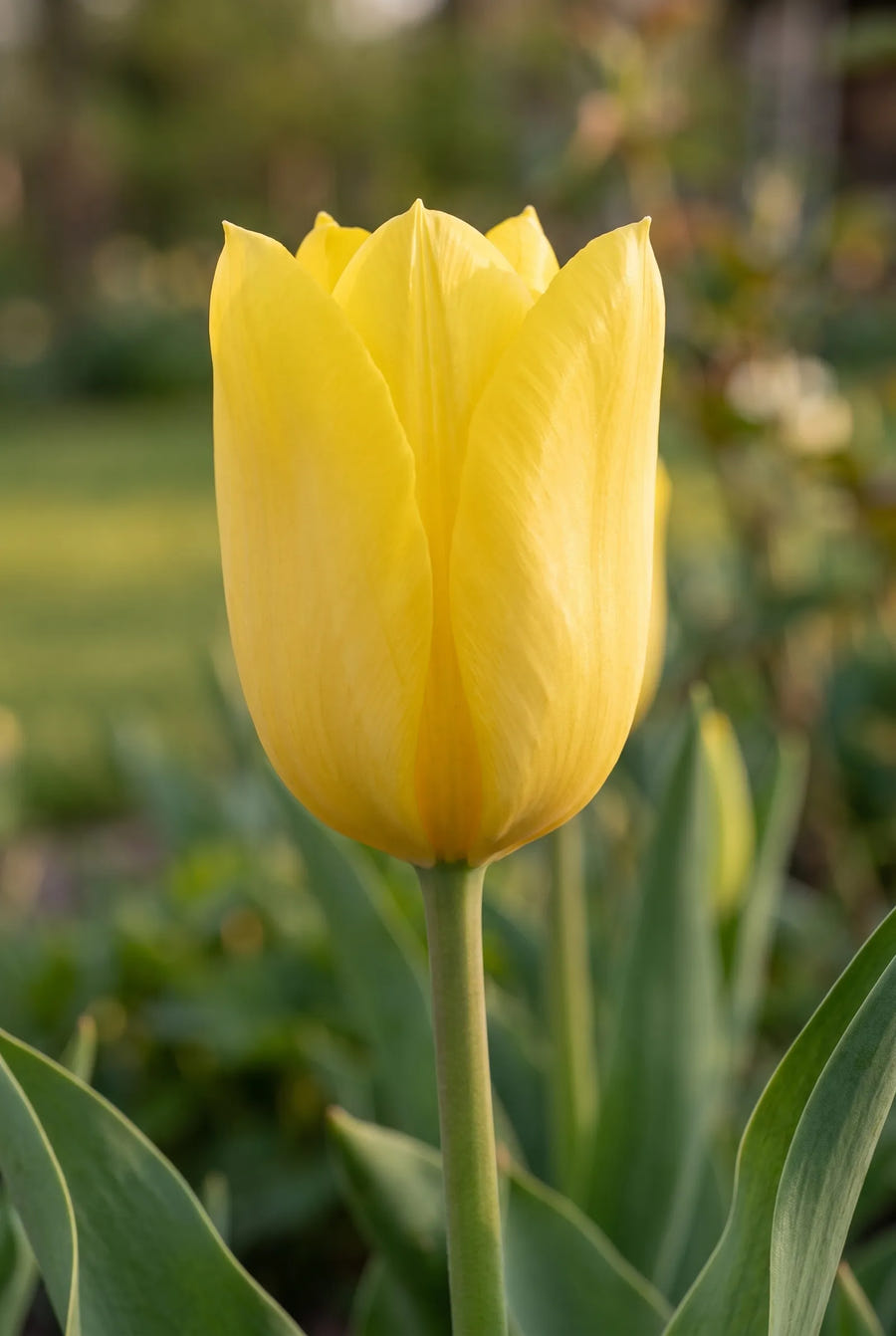 Tulipa Candela — close-up van de bloem