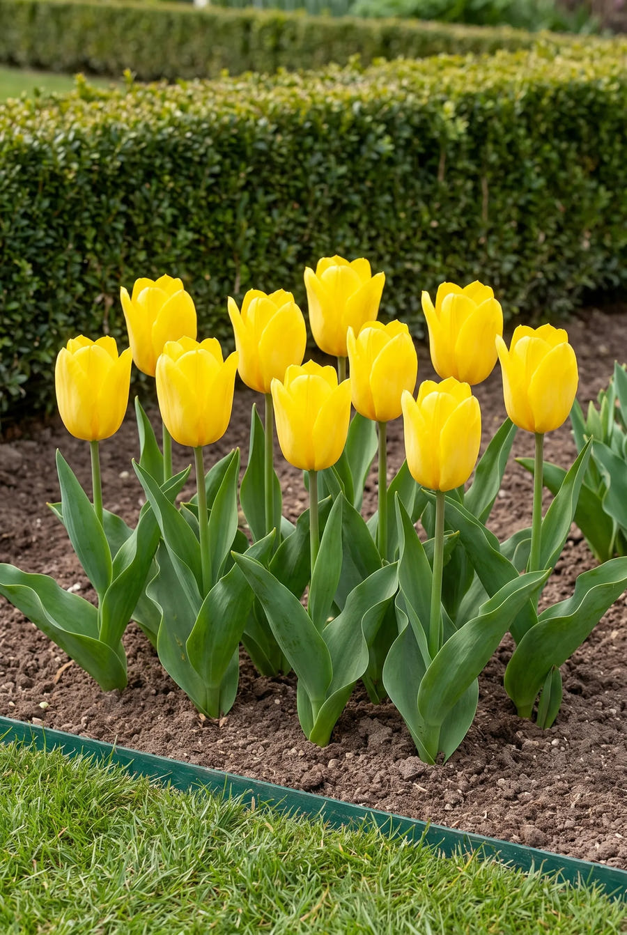 Tulipa Candela — groep in de tuinborder