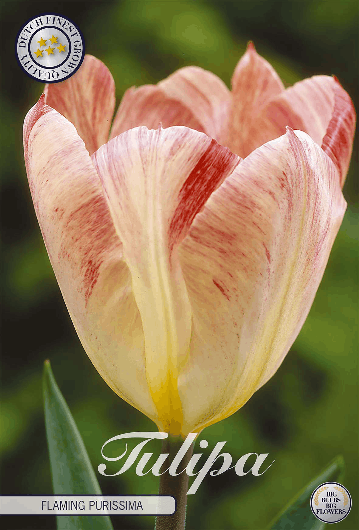 Tulipa Flaming Purissima