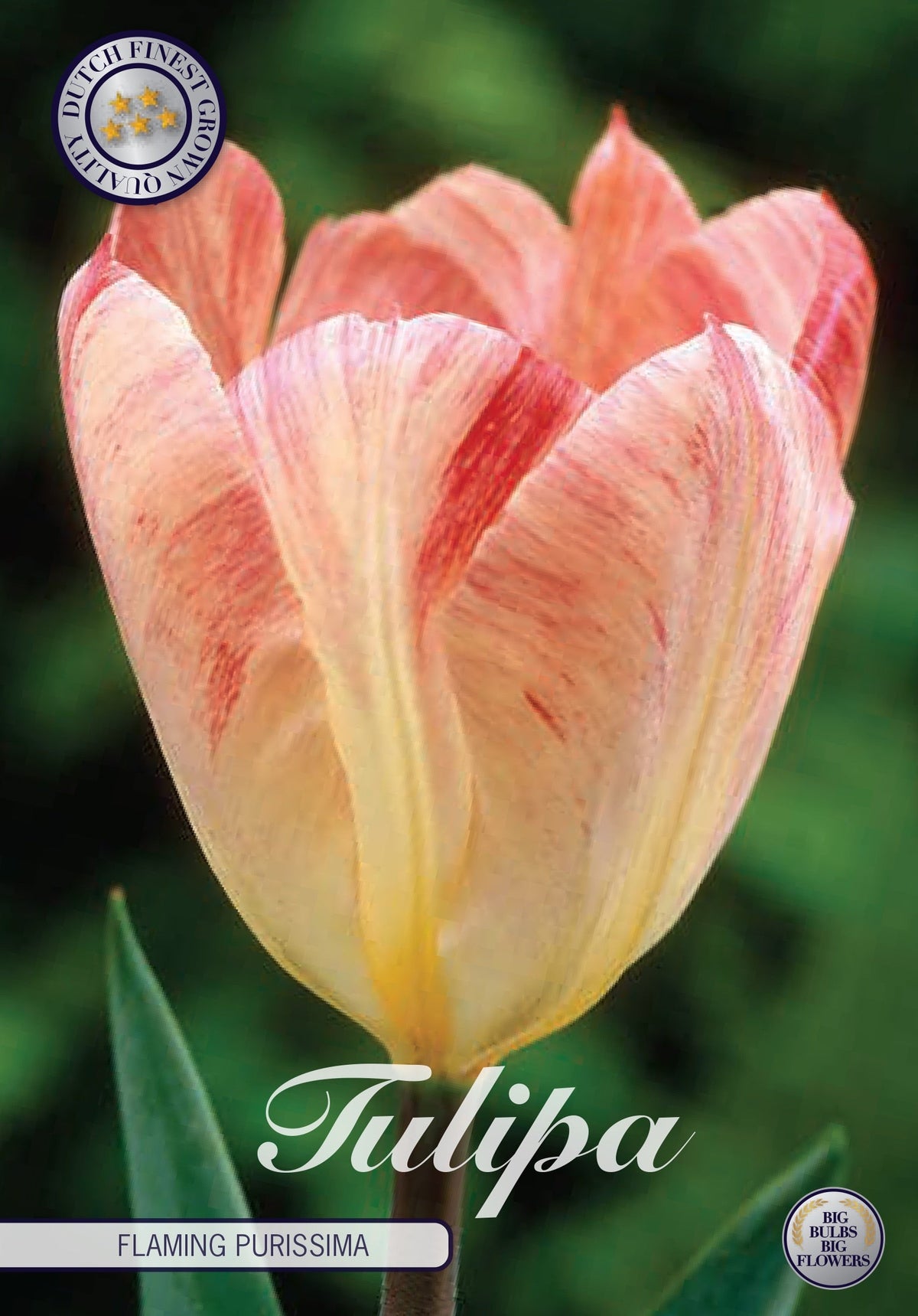 Tulipa Flaming Purissima