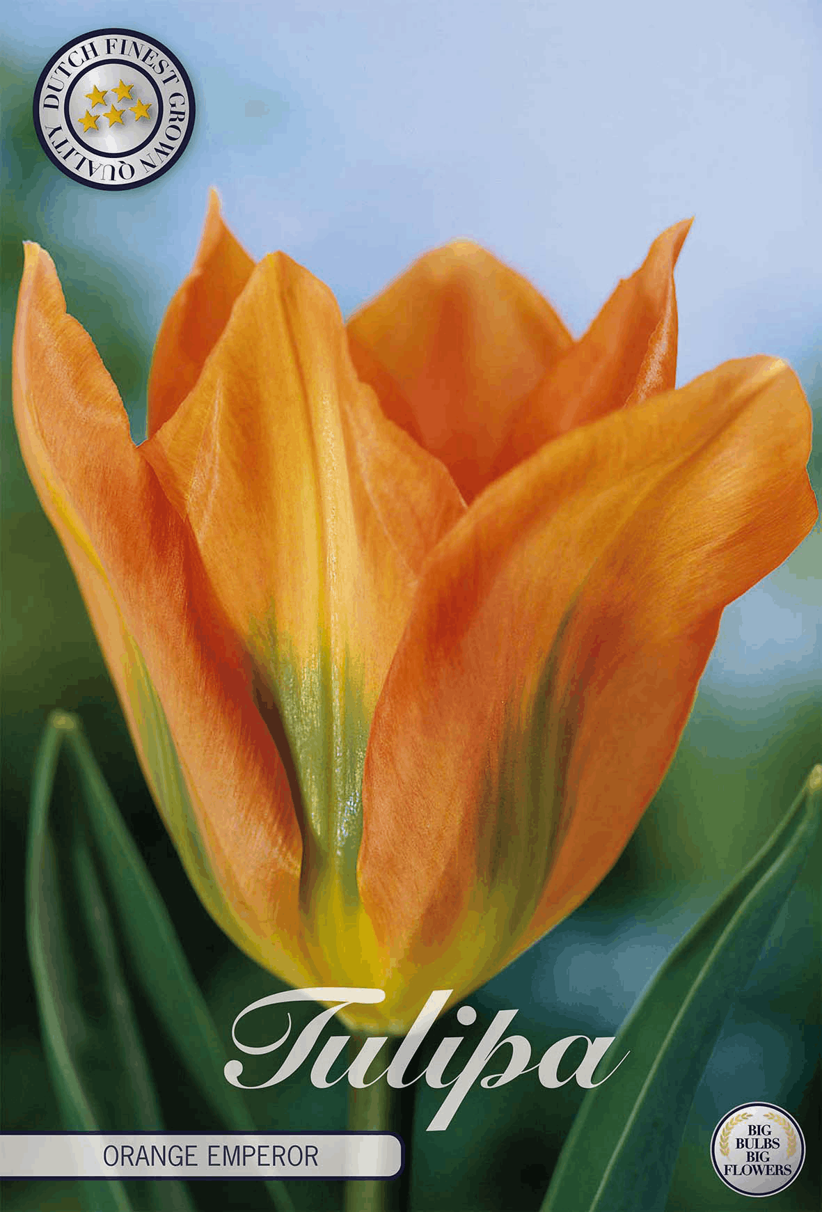 Tulipa Orange Emperor
