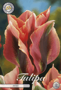 Tulipa Artist