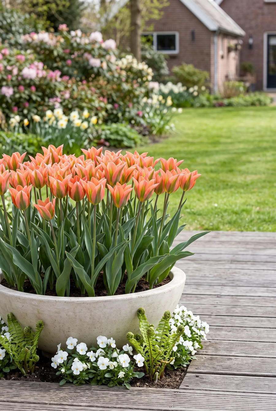 Tulipa Artist — in pot op terras