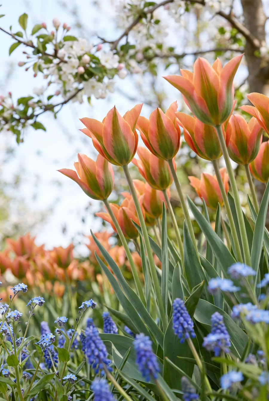 Tulipa Artist — in de tuin