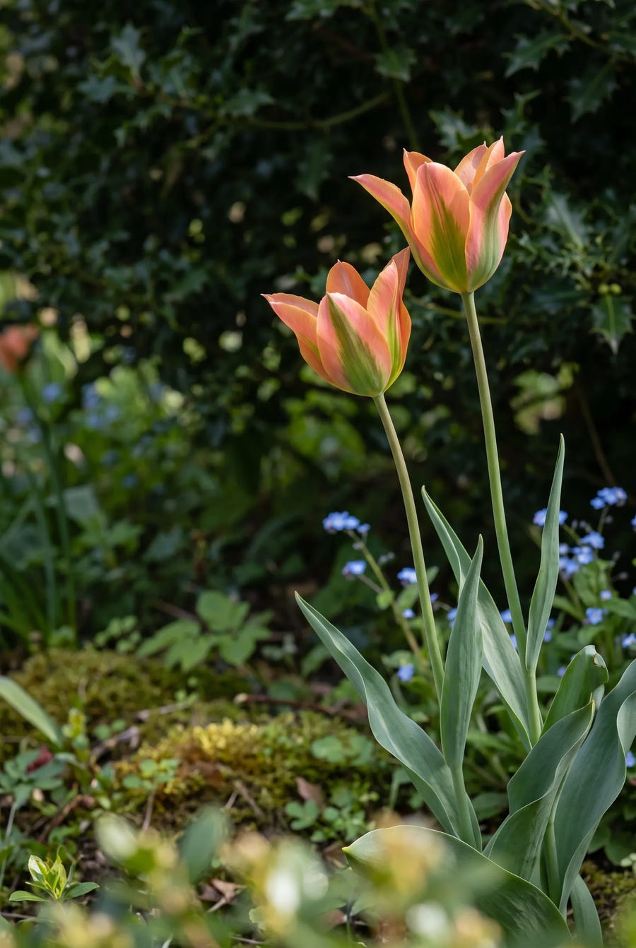Tulipa Artist — sfeerbeeld