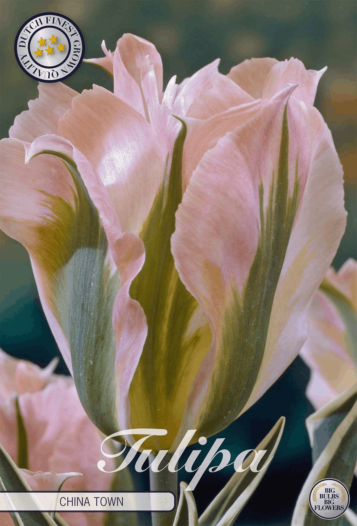Tulipa China Town