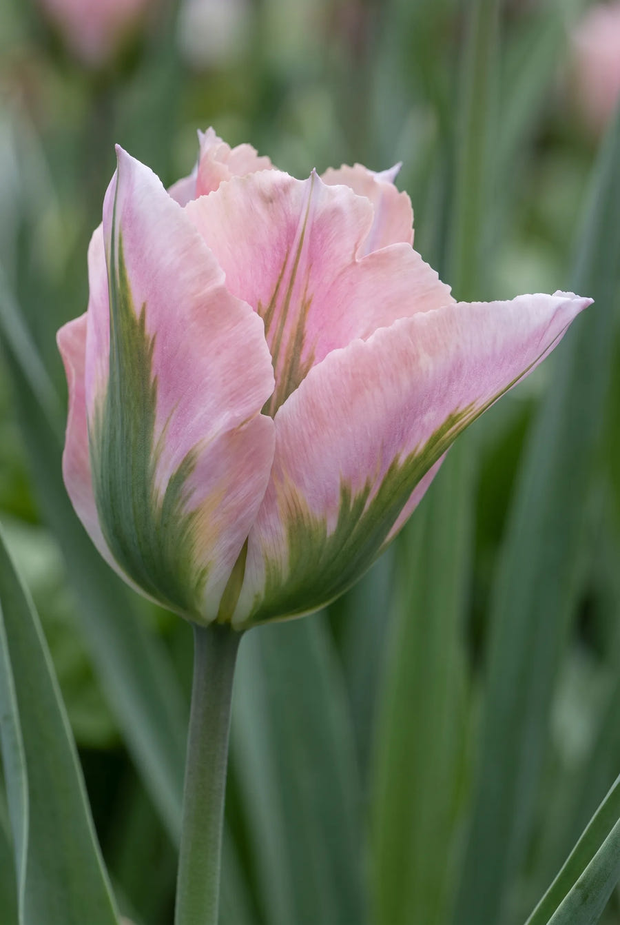 Tulipa China Town — close-up van de bloem