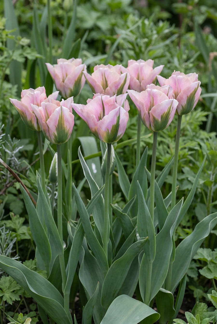 Tulipa China Town — groep in de tuinborder