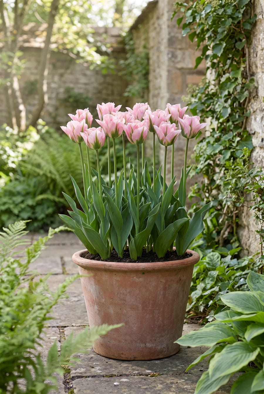 Tulipa China Town — in pot op terras