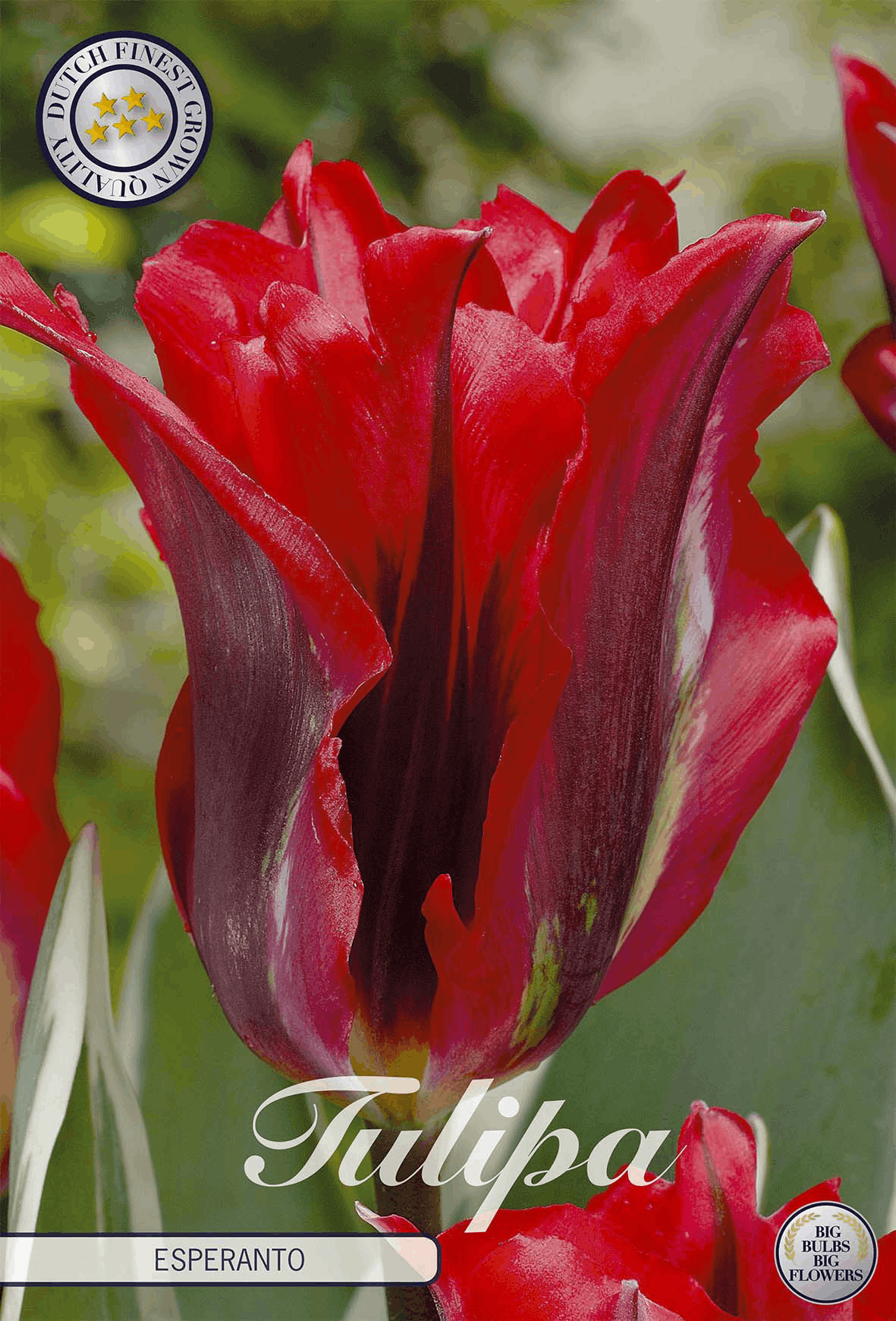 Tulipa Esperanto
