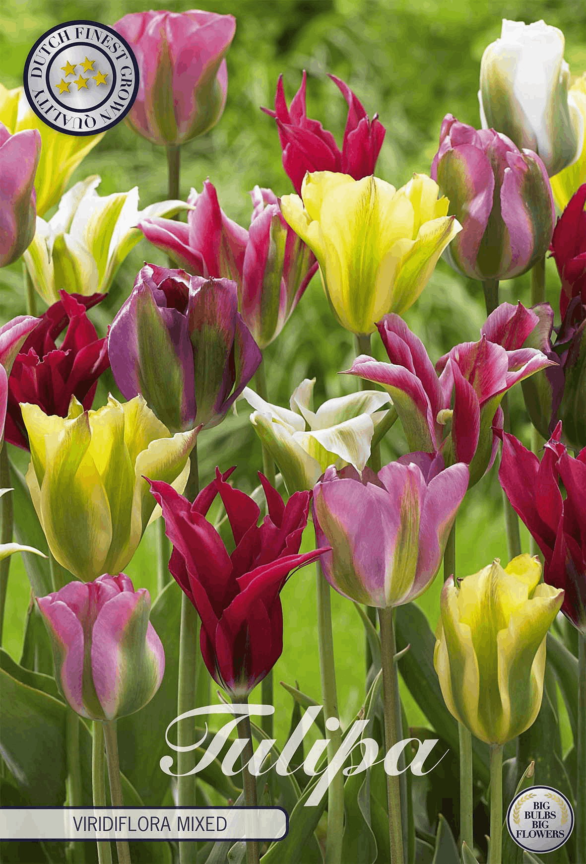 Tulipa Viridiflora Mixed