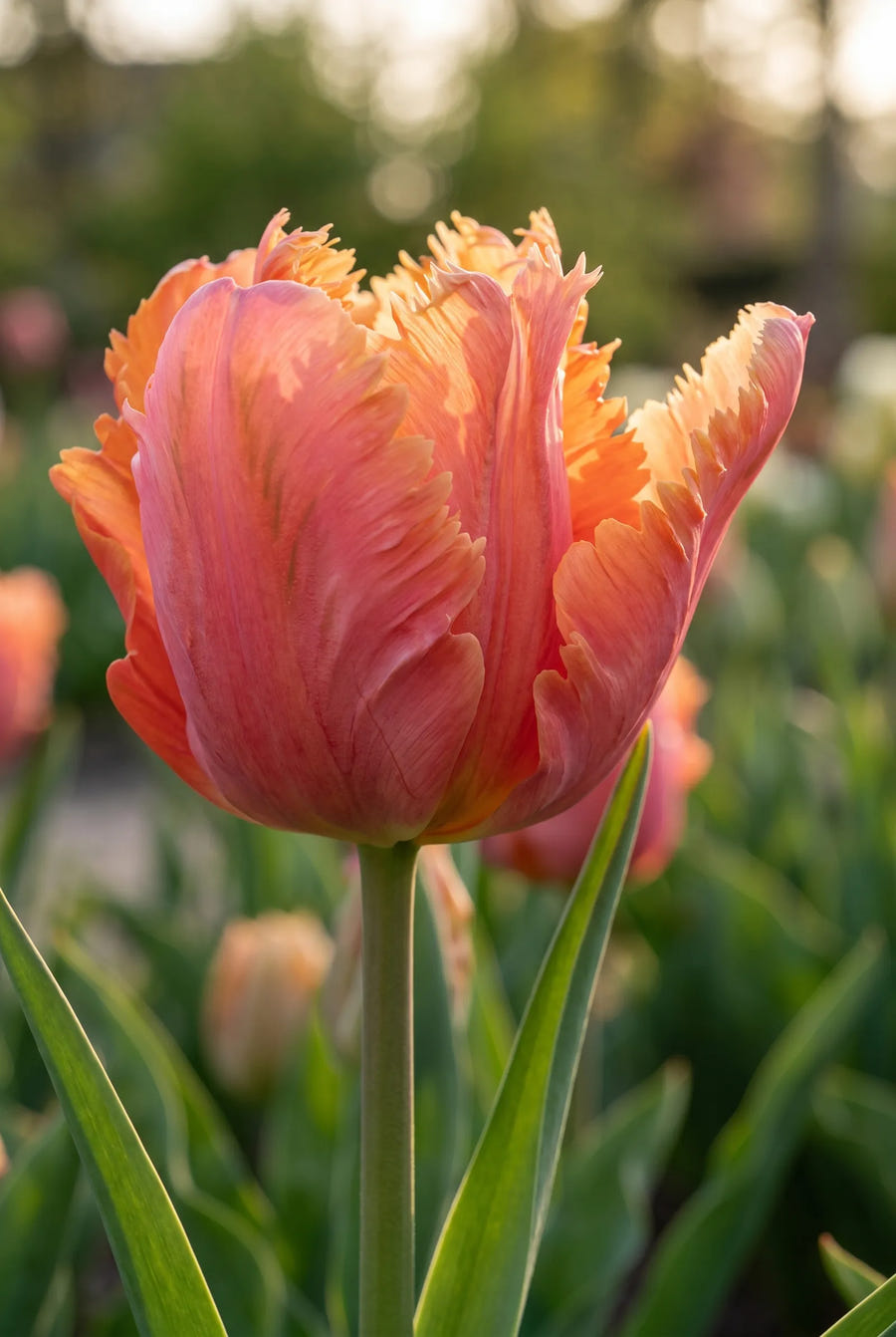 Tulipa Amazing Parrot — close-up van de bloem
