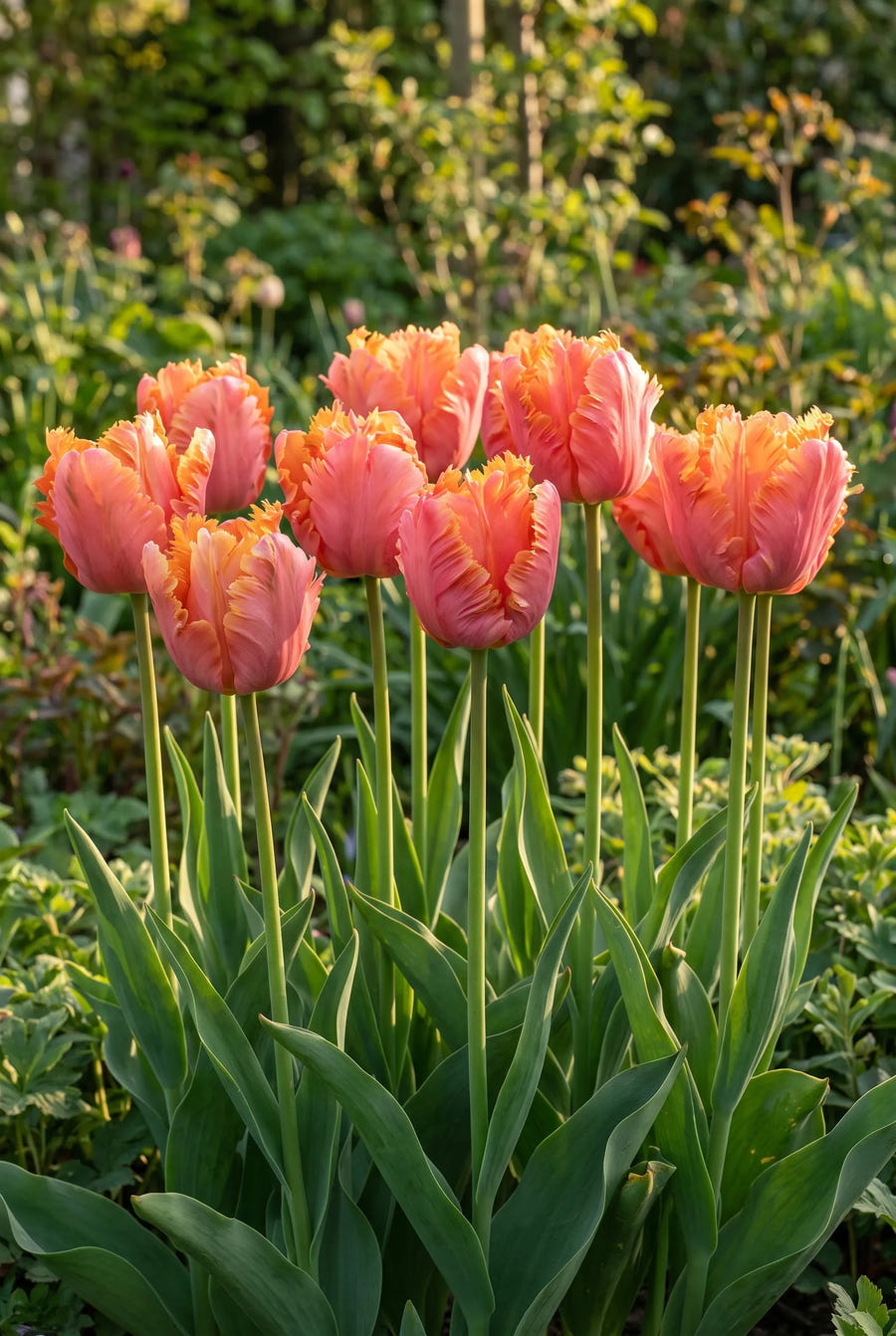 Tulipa Amazing Parrot — groep in de tuinborder