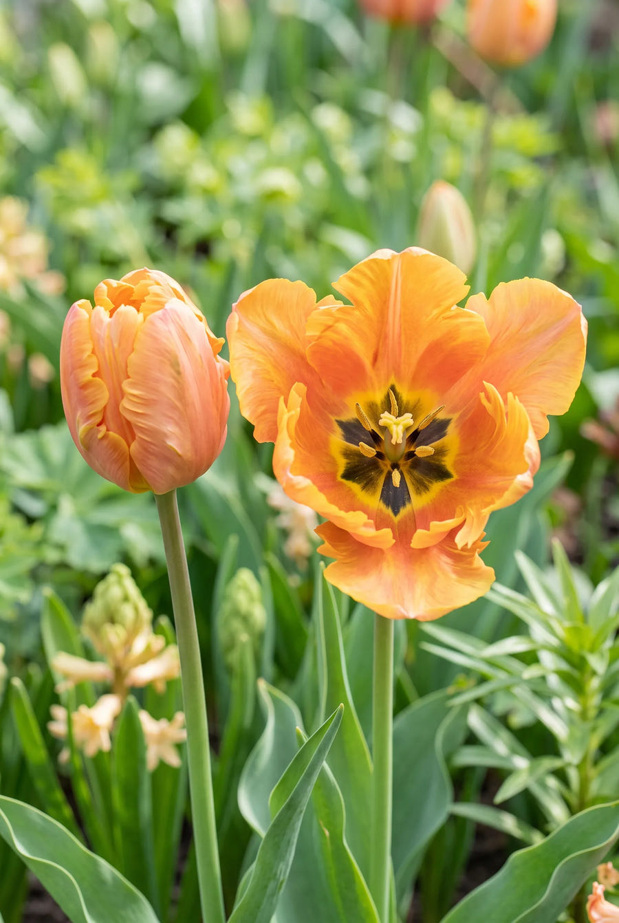 Tulipa Amazing Parrot — hart van de bloem