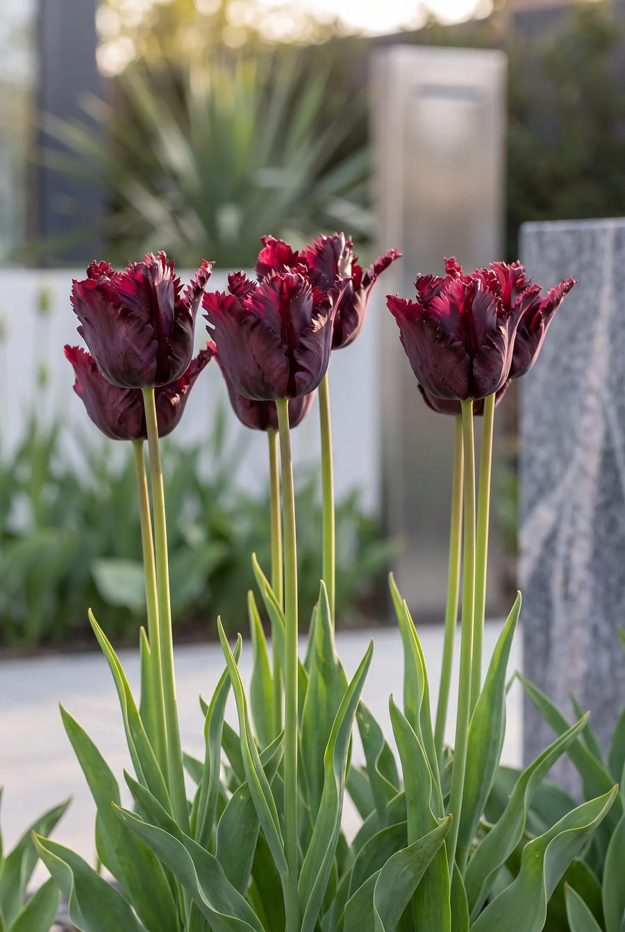 Tulipa Black Parrot — in de border