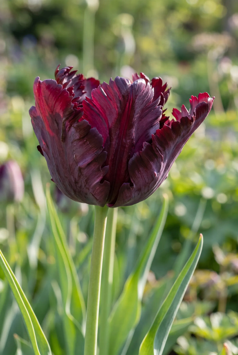 Tulipa Black Parrot — close-up van de bloem