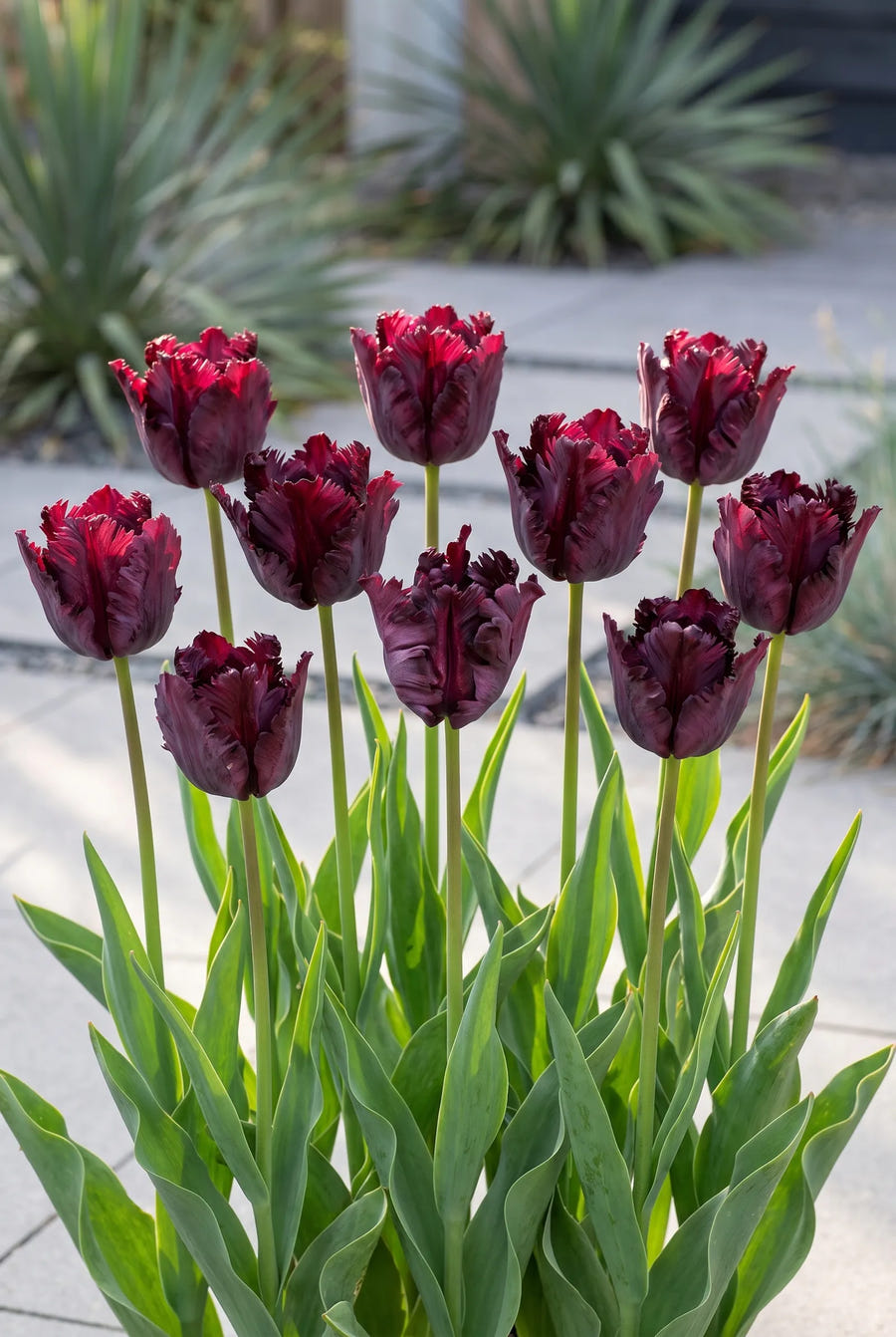 Tulipa Black Parrot — groep in de tuinborder