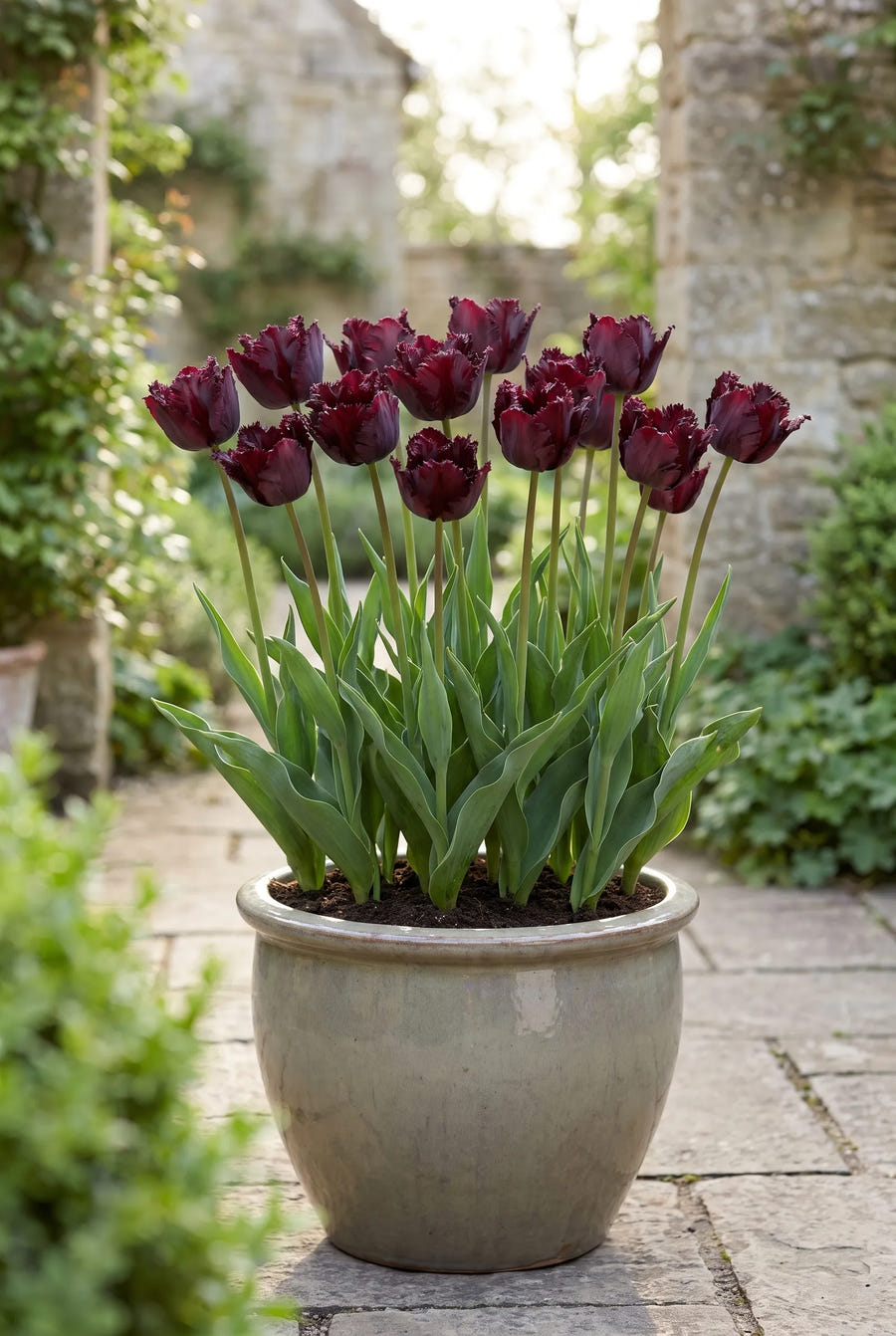 Tulipa Black Parrot — in pot op terras