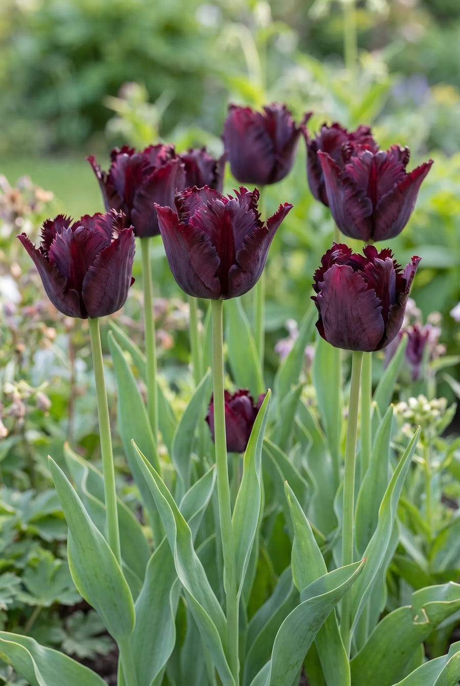 Tulipa Black Parrot — in de tuin