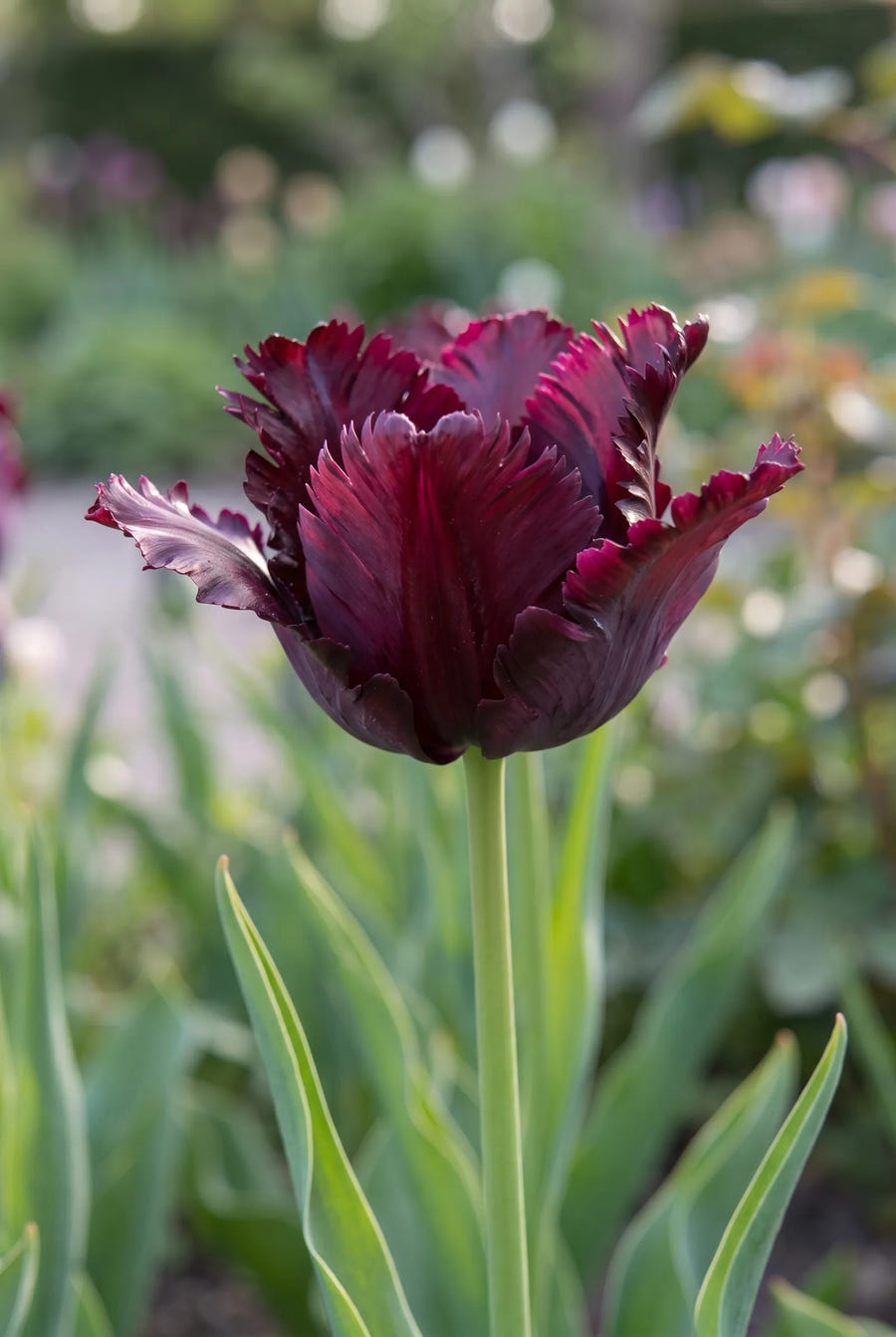 Tulipa Black Parrot — sfeerbeeld